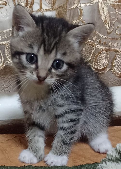 Віддам кішечку в добрі руки