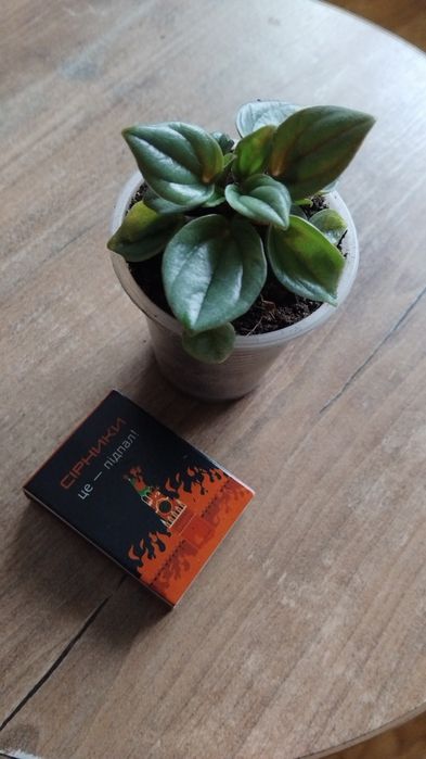 Паперомія кімнатна