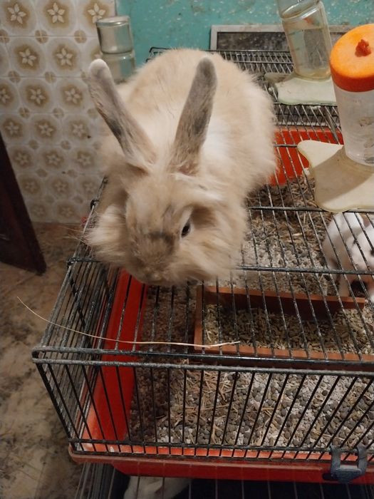 Coelhos anões angorá