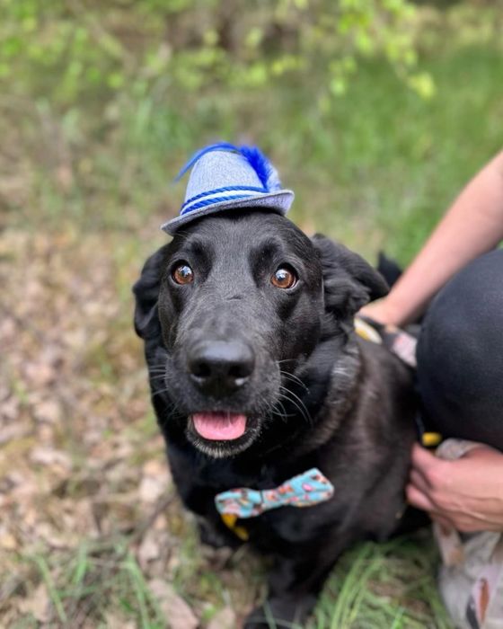 Pączuś szuka domu. Ni to jamnik ni labrador. Do adopcji