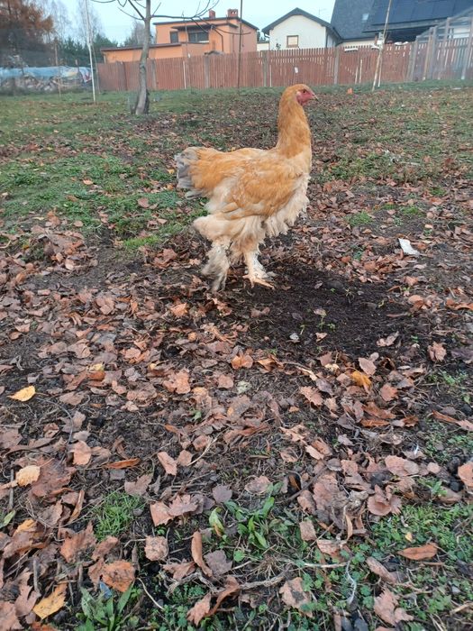 Sprzedam koguty brahma  widoczne na zdjęciu