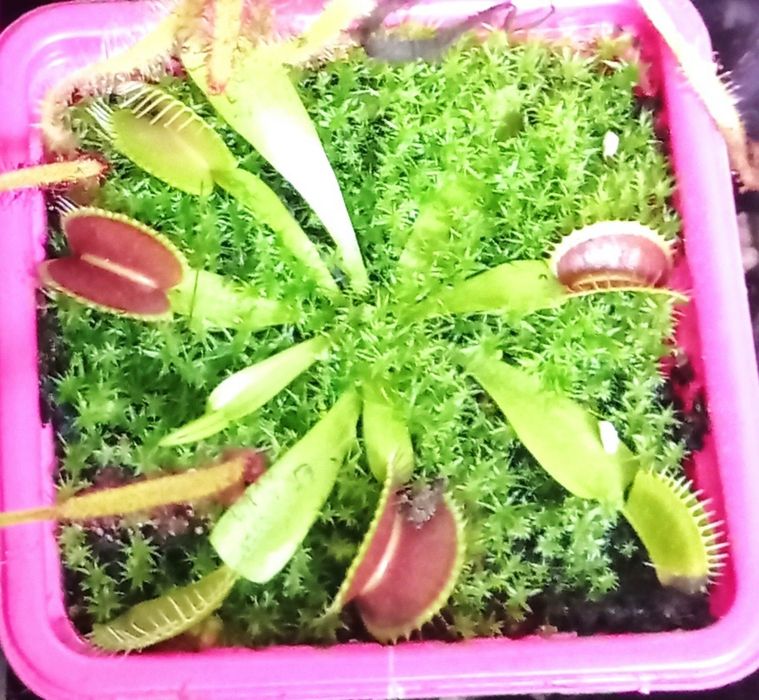 Planta Carnívora - Dioneia Muscipula