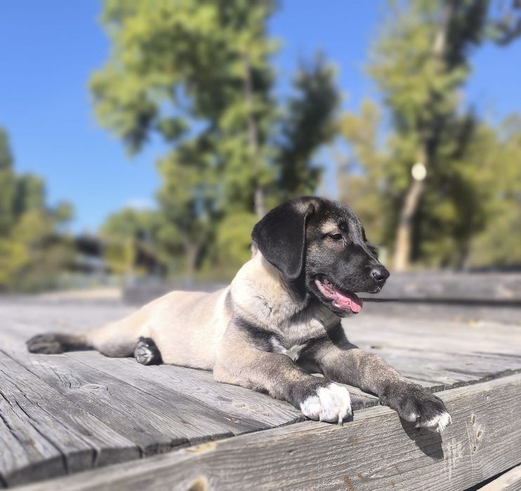 Kangal   suczka FCI
