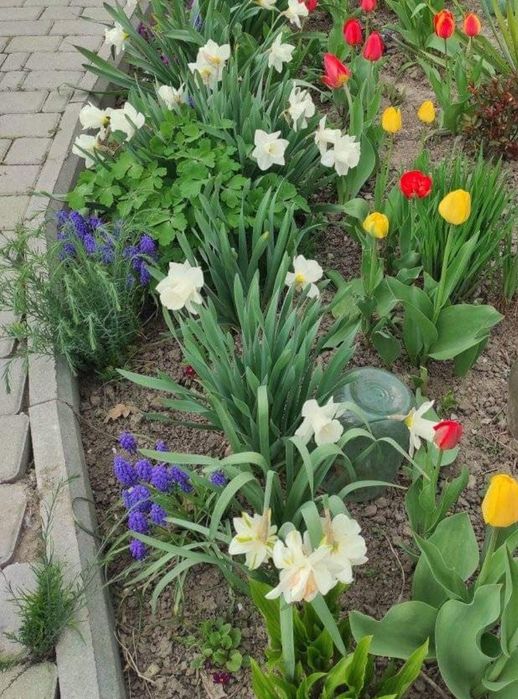 Гіацинт Мускарі (мишачий)