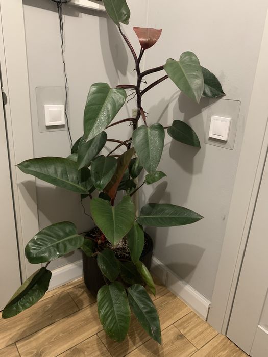 Філодендрон вис 1 ,60