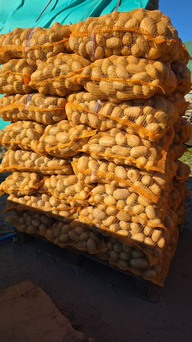 Ziemniaki jadalne Vineta Queen Anne