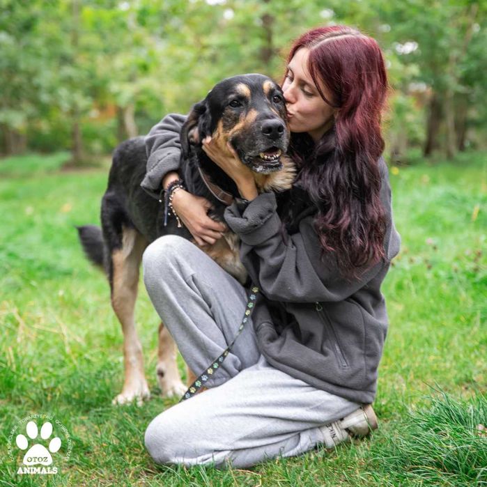 Piękny, miły Aslan poleca się do adopcji!