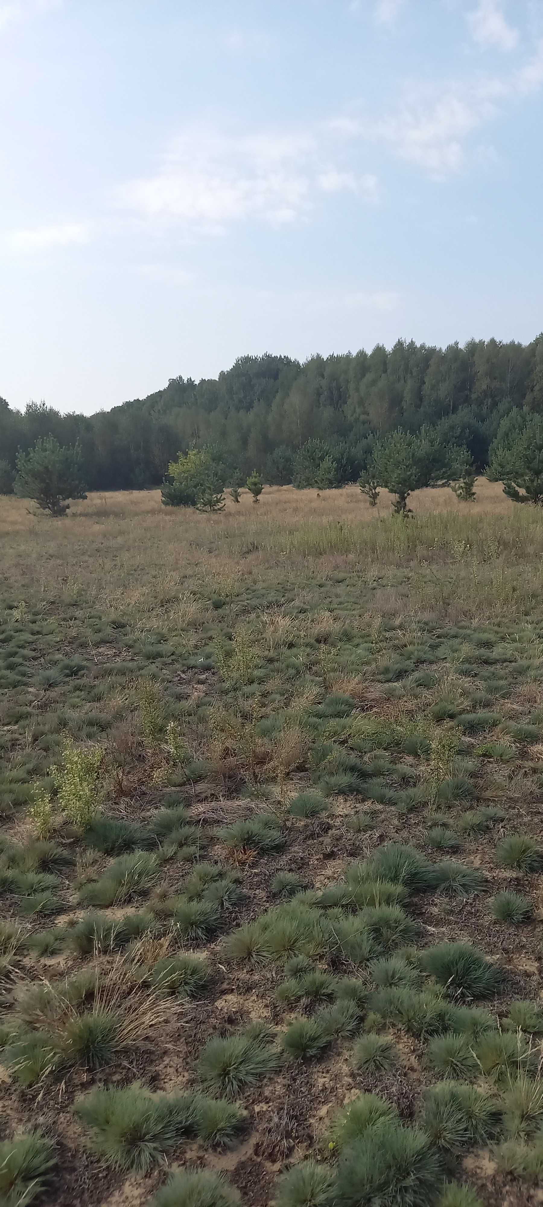 Sprzedam działkę Łysobyki 1000m.