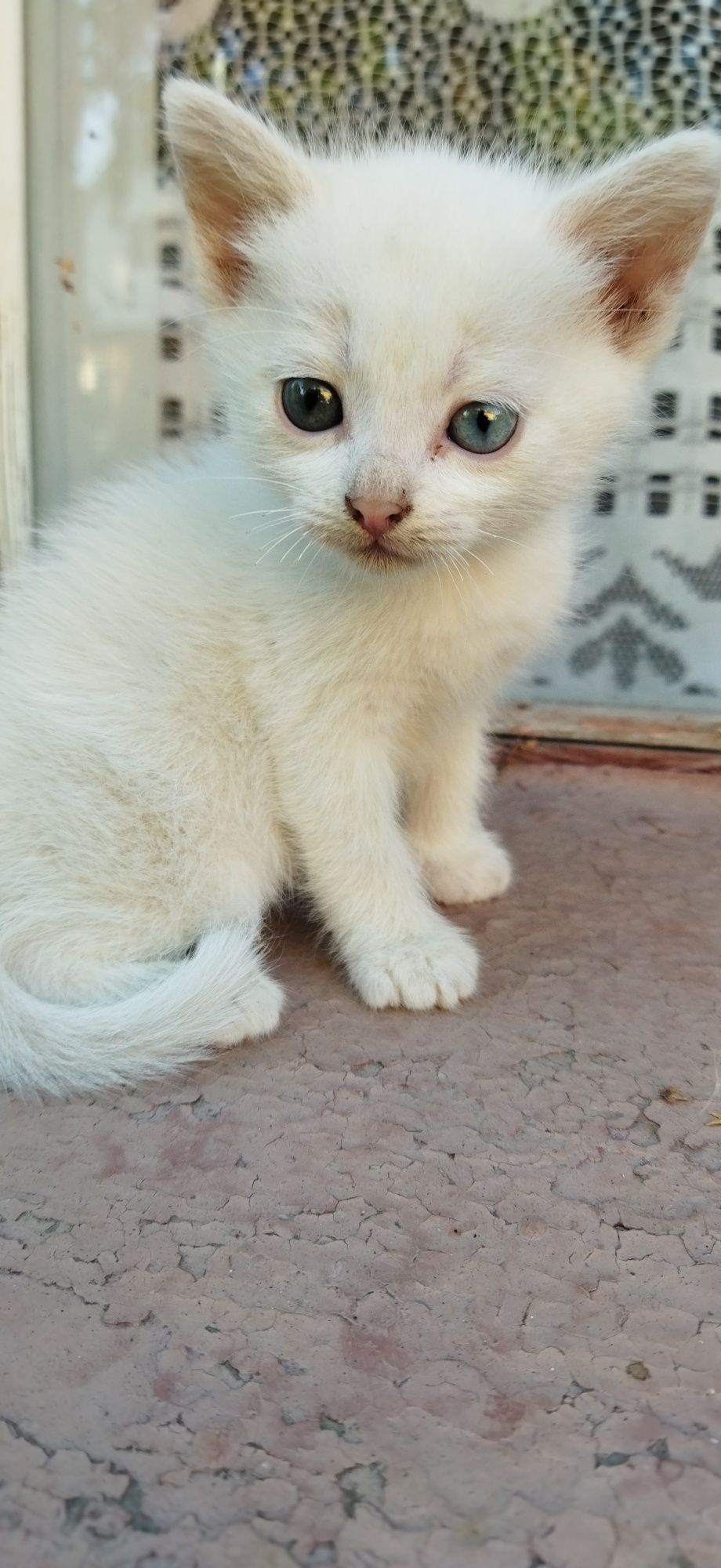 Кошенята шукають сім'ю