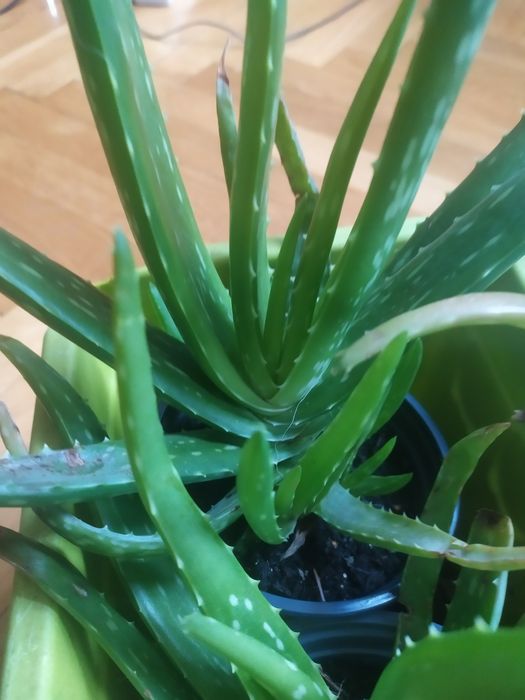 Sprzedam aloes roślina.