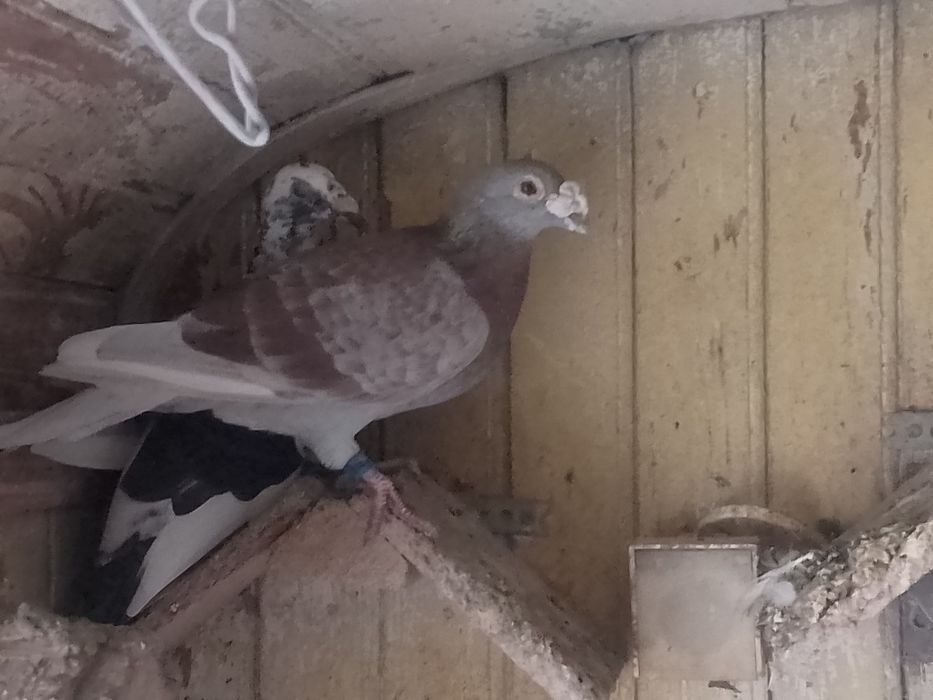 Gołębie staropolskie okazja