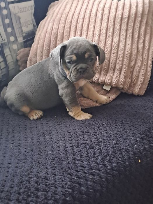Szczeniak buldog francuski szuczka