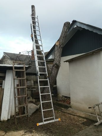 Горіх дерево стовбур колода