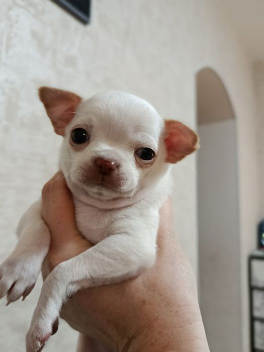 Чіхуахуа коббі щенки чихуахуа