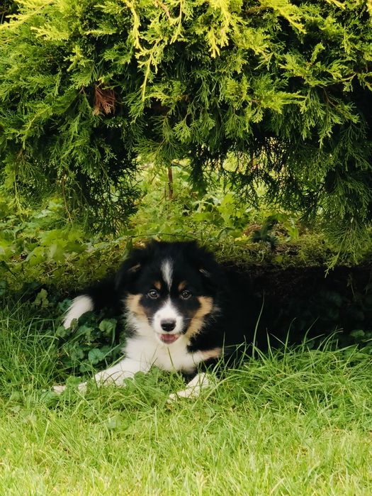 Suczka Border Collie