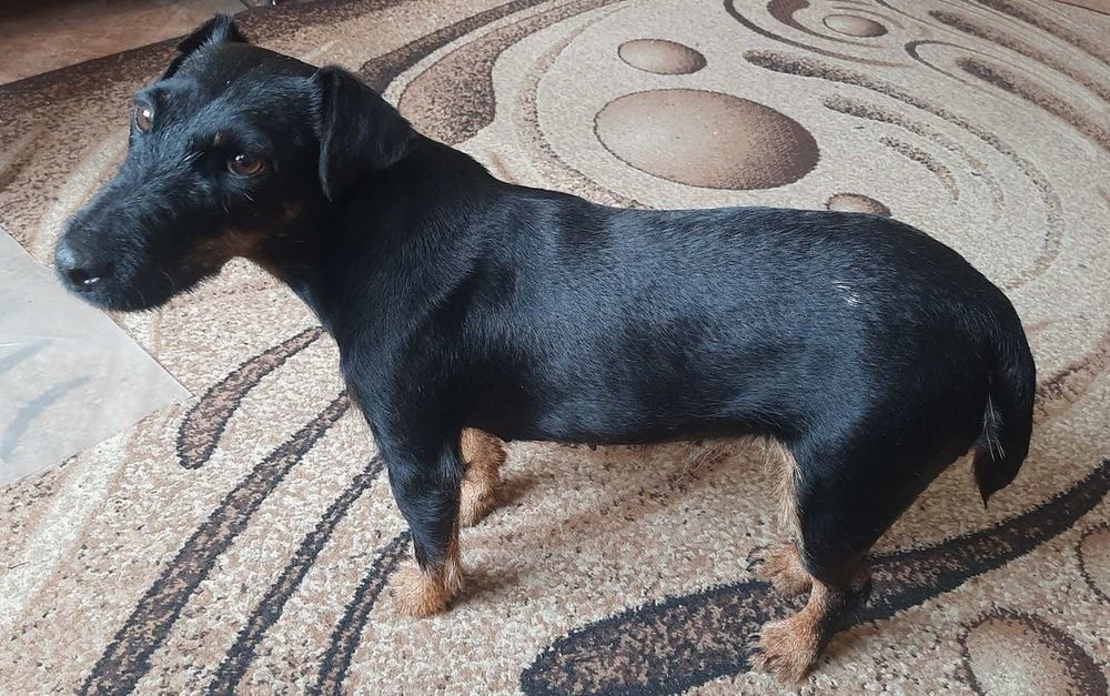 дівчинка безкоштовно