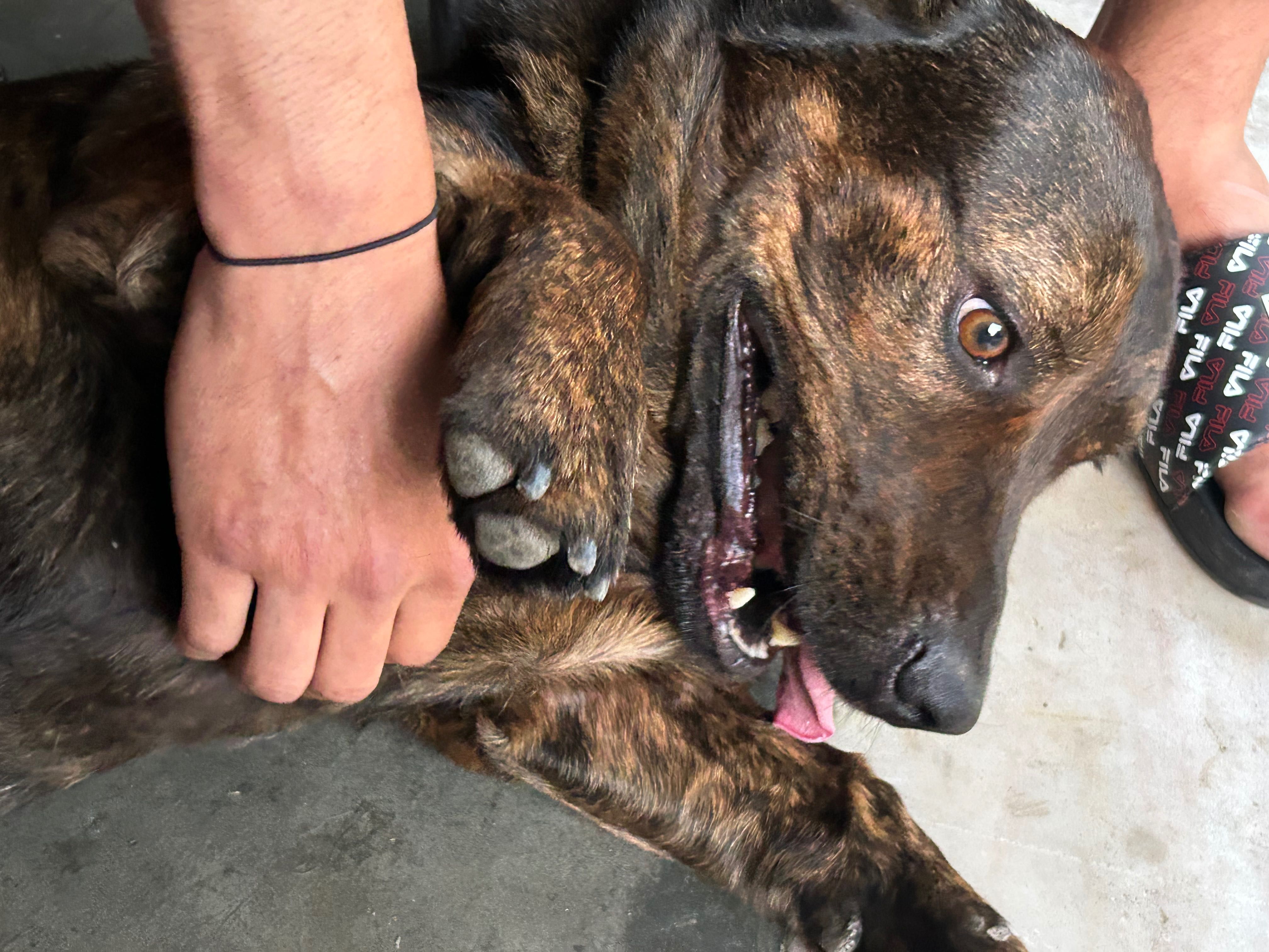 Cão para adoção responsável