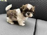 Samiec  szczeniaczek rasy shih tzu