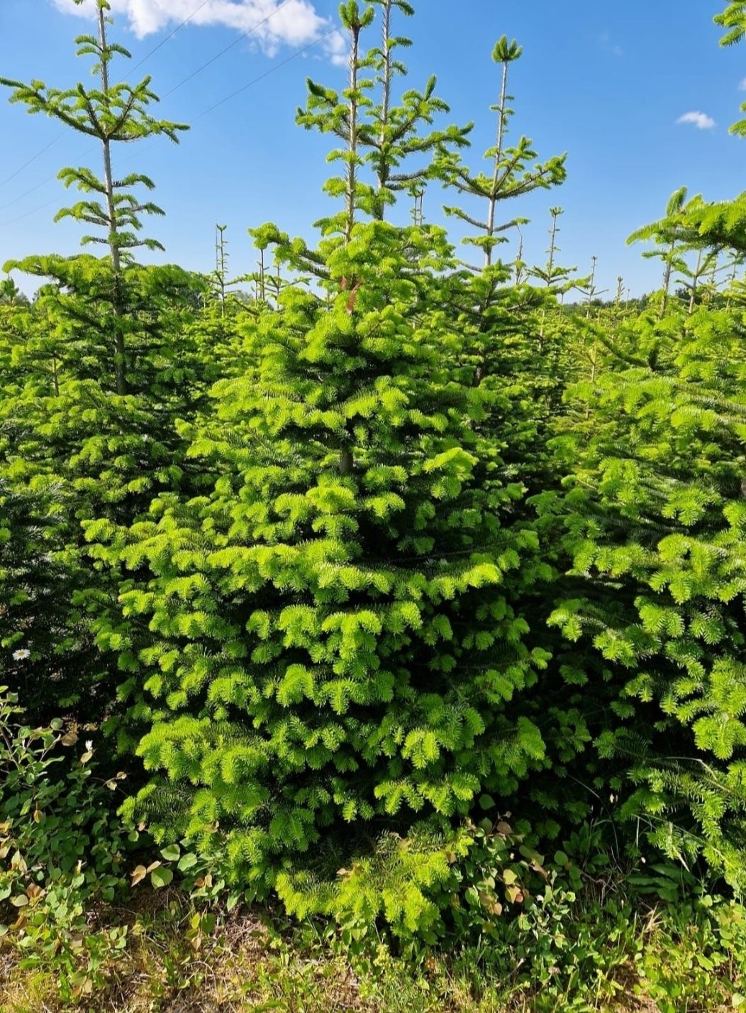 Choinki hurt/detal, jodła kaukaska z własnej plantacji