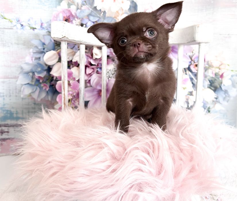 ***Czekoladowy maluszek chihuahua***