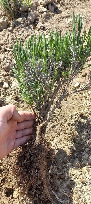 Лаванда Саджанці