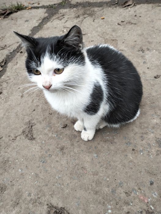 Маленька, лагідненька, кішечка.