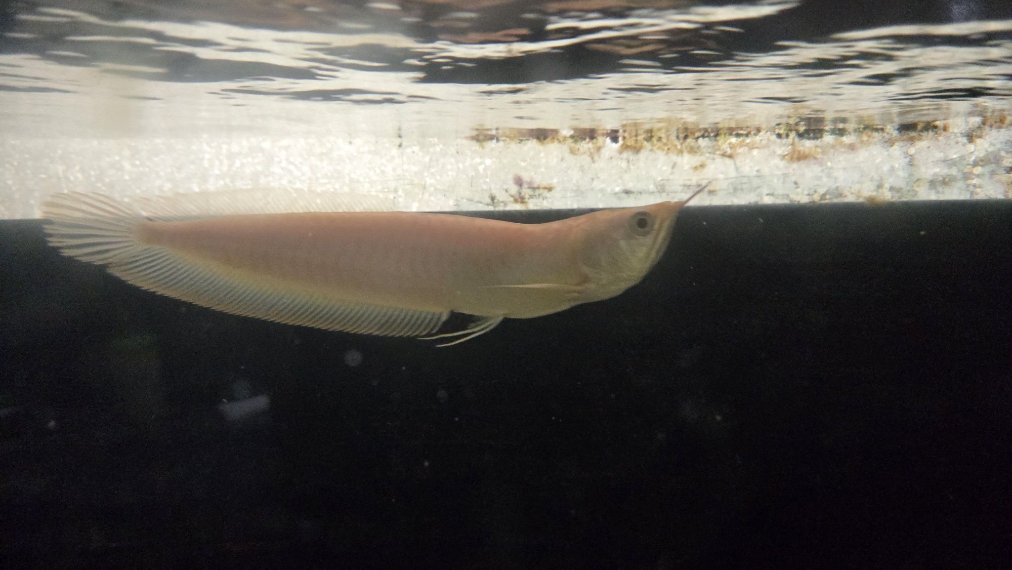 Arowana albina c/defeito