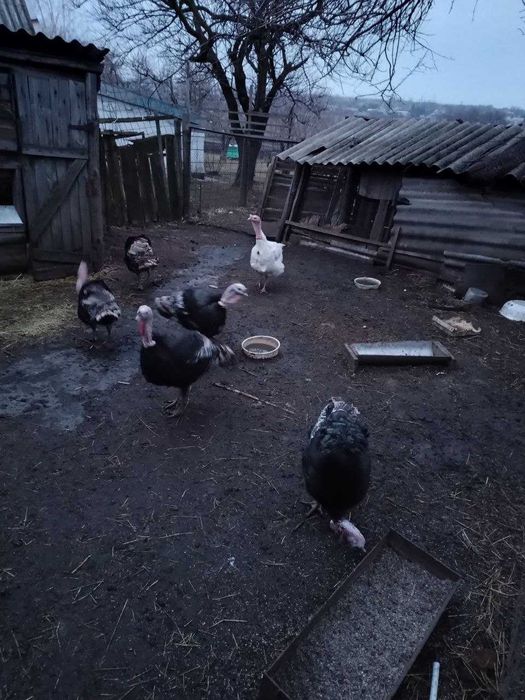 \ \ \ . . .  Индюшата домашние