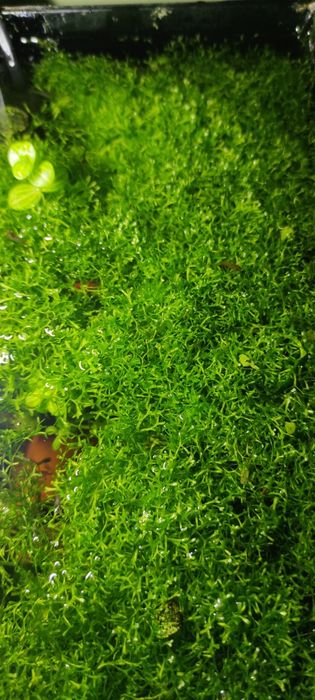 Wgłębka XXL do dekoracji