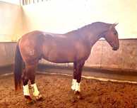 Cavalo    lusitano