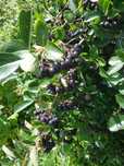 ARONIA ekologiczna