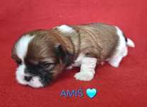 Piesek Shih-Tzu rezerwacja