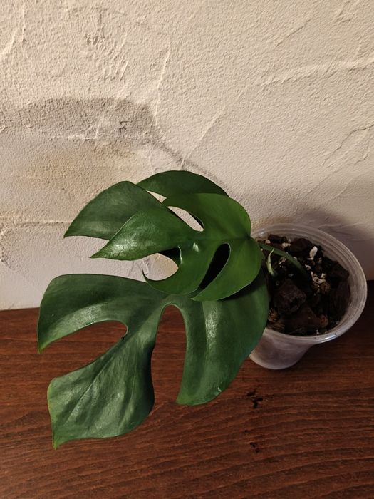 Monstera minima raphidophora tetrasperma green or green