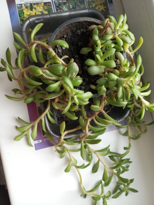 Кімнатна рослина Красула сукулент