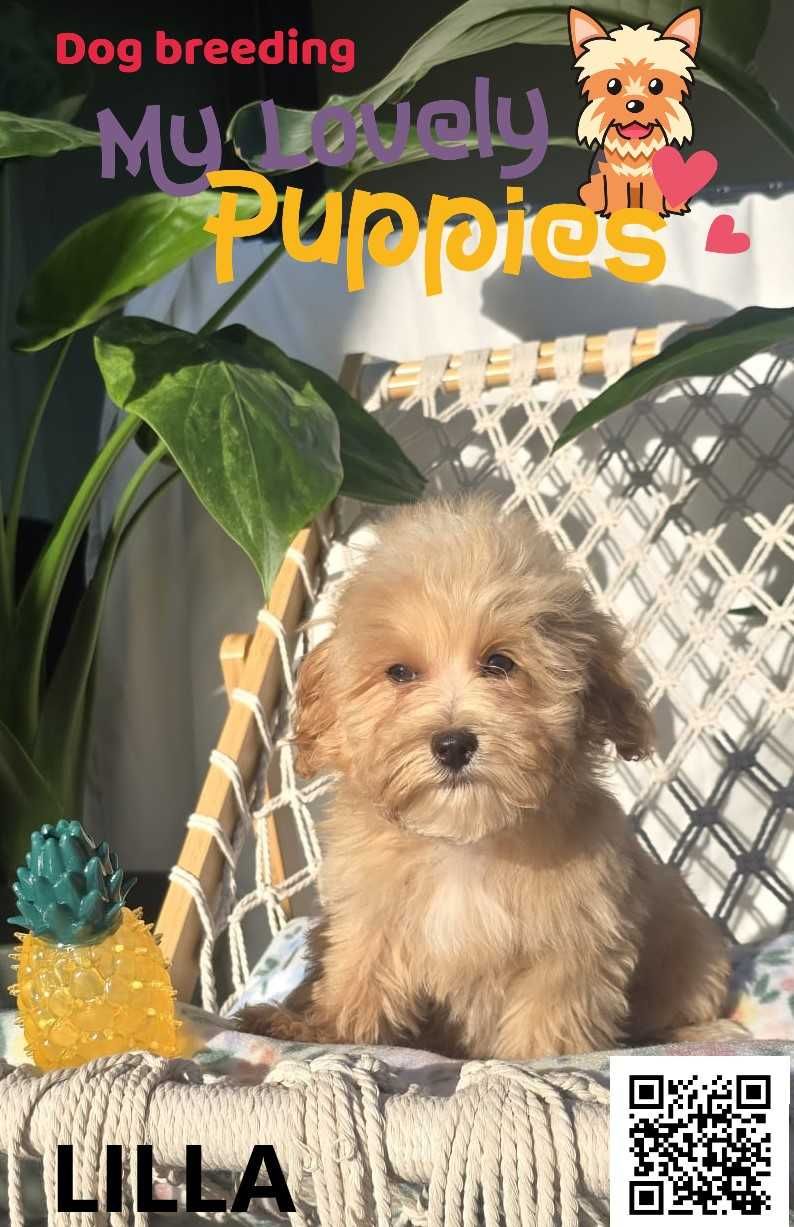 Maltipoo śliczna dziewczynka Lilla