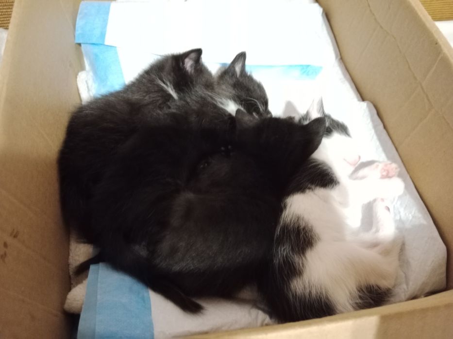 Oddam kotków w dobre ręce