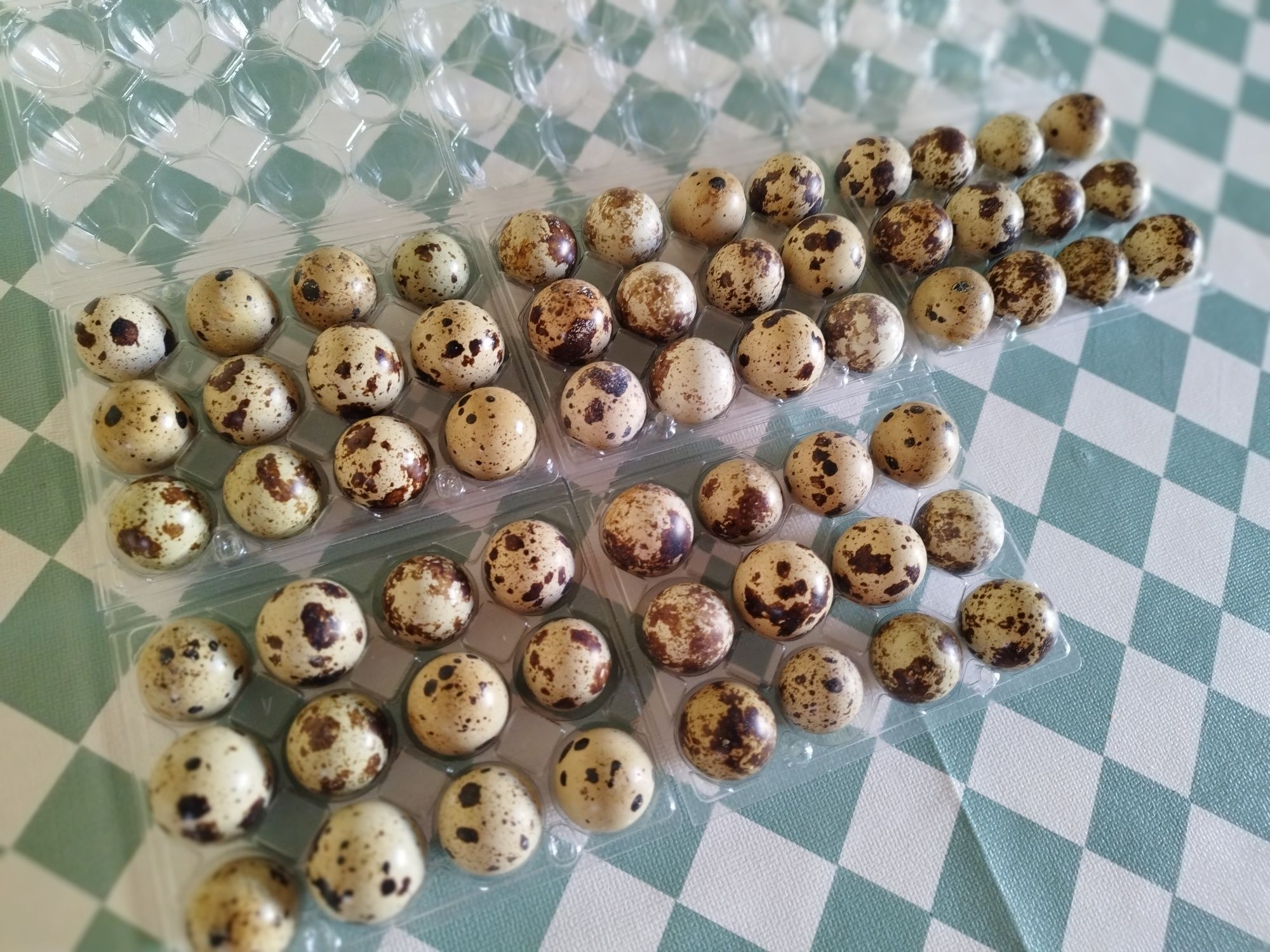 Ovos de codorniz.