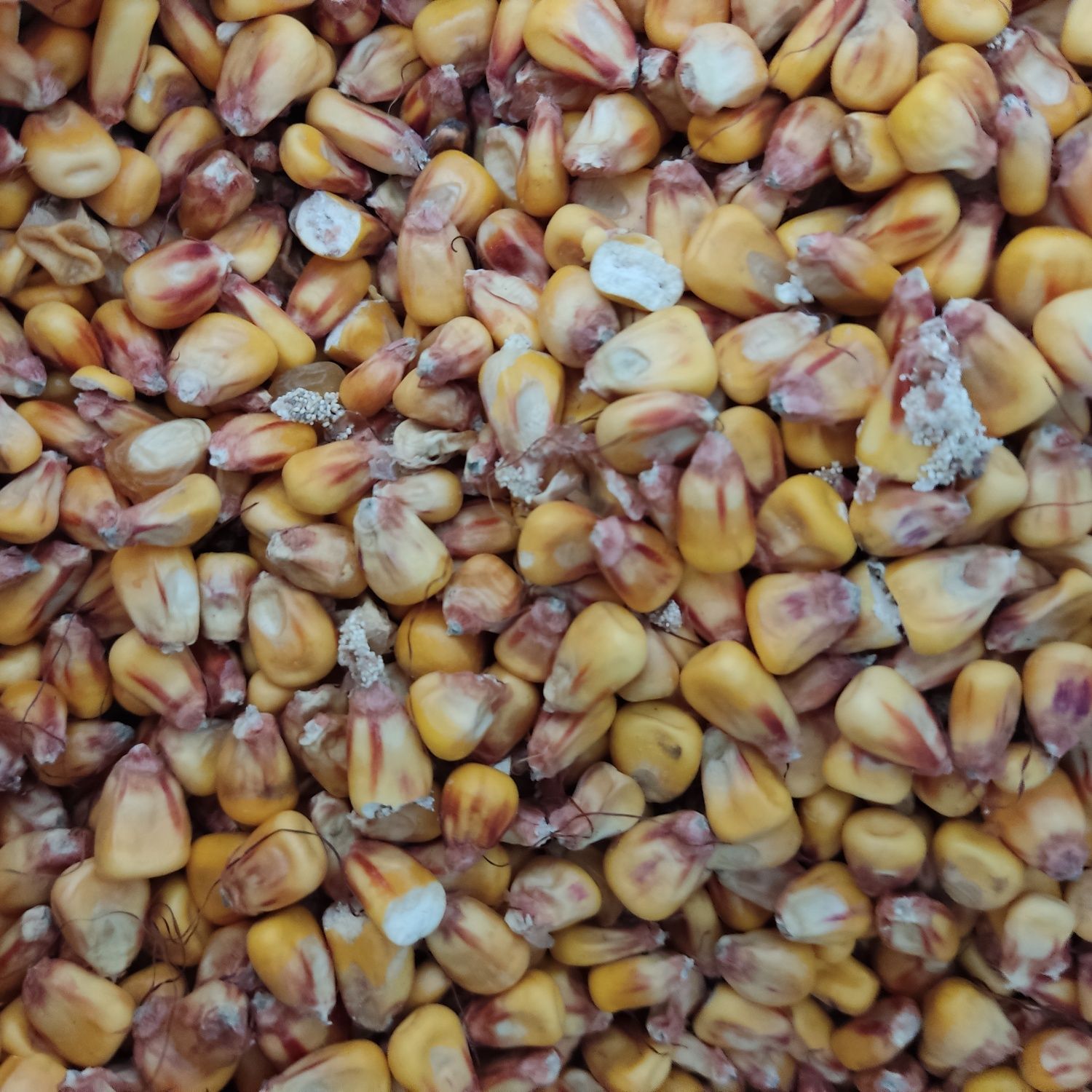 Сухе зерно кукурудзи