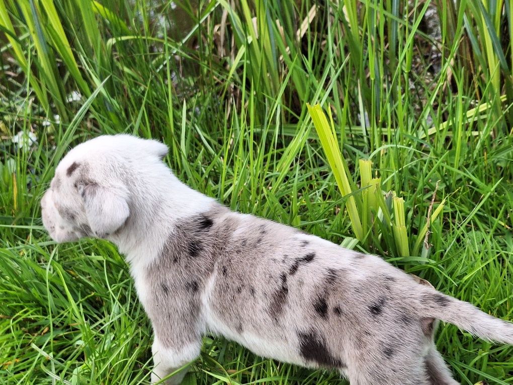 Szczenię dog niemiecki merle z rodowodem