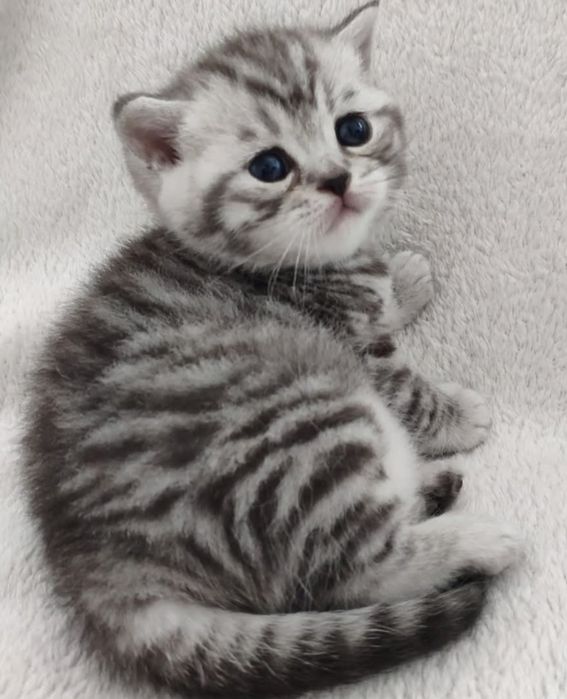 Fêmea tabby silver para reserva