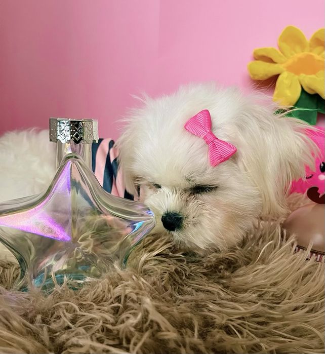 Maltańczyk miniaturowy z rodowodem