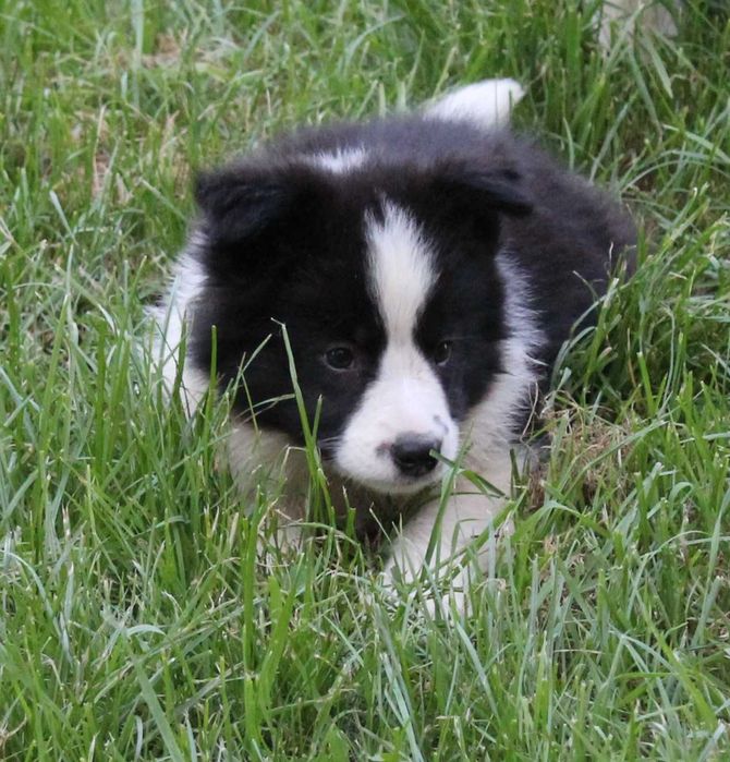 Suczka Border Collie ZKwP/FCI