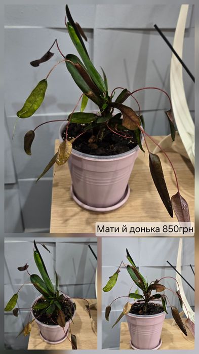 Домашня колекція фікусів й кротонів