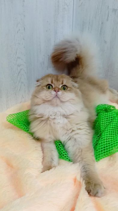 Шикарная вислоухая девочка золотая шиншилла Хайленд