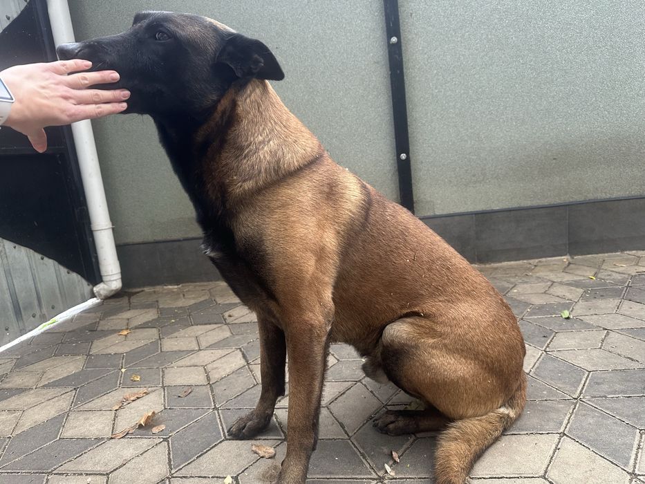 Отдам в хорошие руки Малинуа Бельгийская овчарка