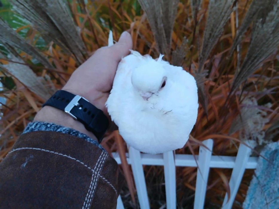 Gołąb samica popielaty