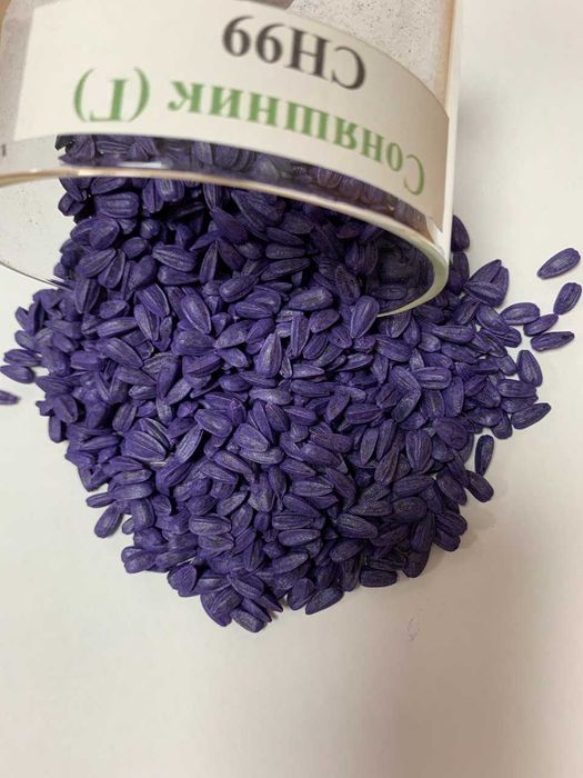 Соняшник "Сонячний настрій" урожай 2025 рік