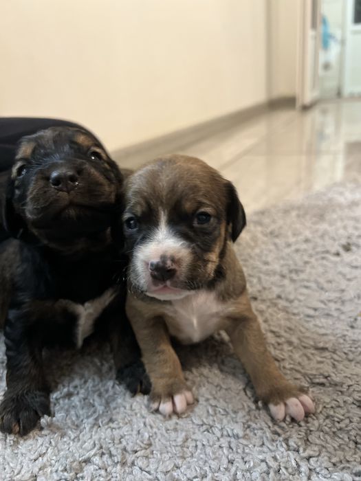 Доступні до бронювання цуценята кокер спаніель!)