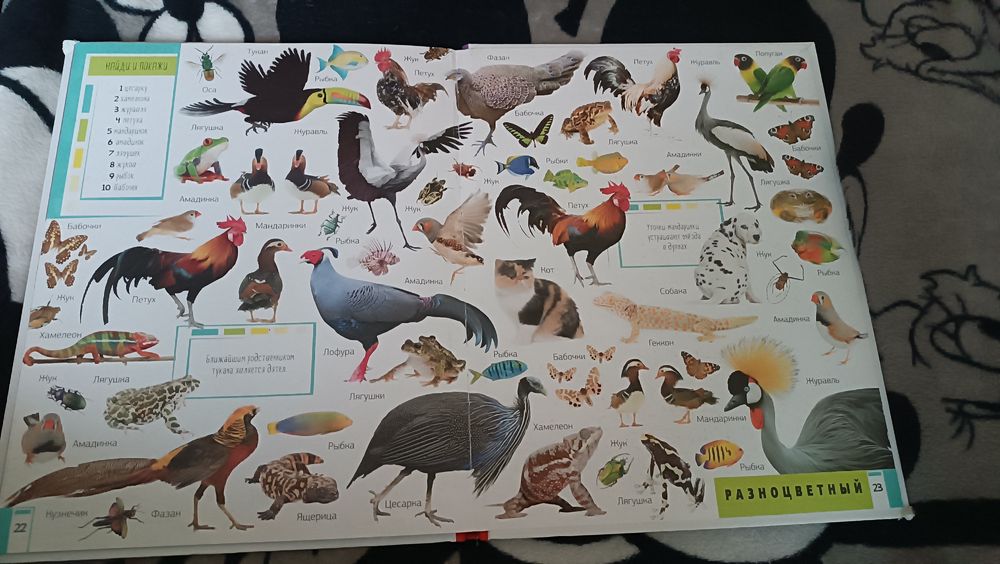 Книга Животные. Учим цвета и цифры