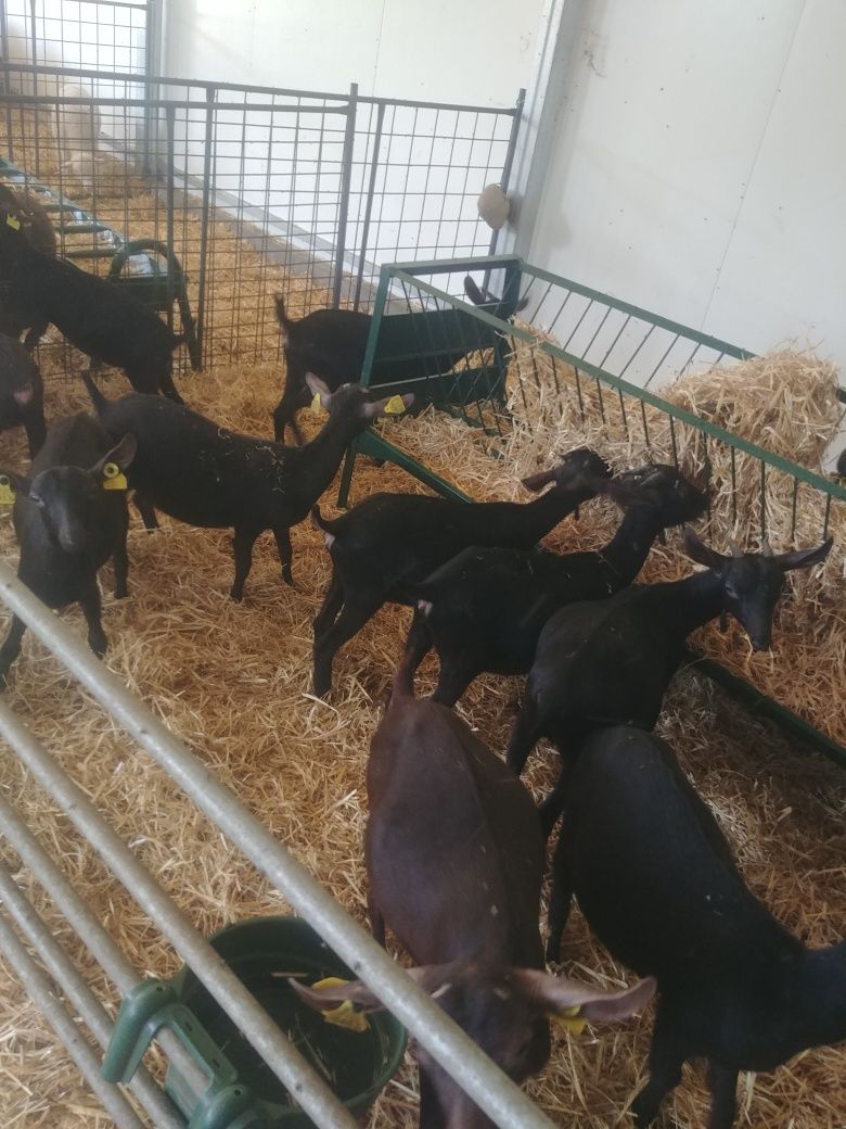 Cabras Murcianas genetica boa